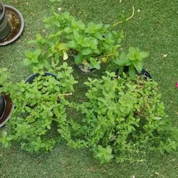Oregano And Mint  Plants. 