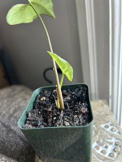 White Butterfly Arrowhead Plant