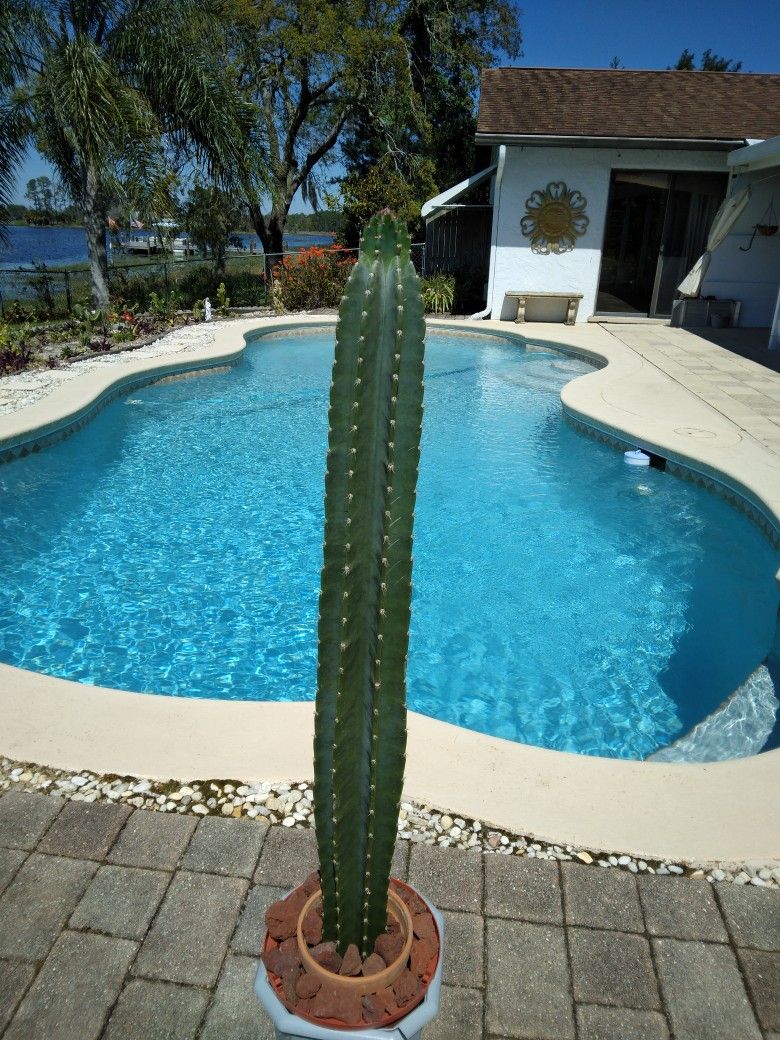 42" - 3 Ft 5" Tall Peruvian Apple Cactus Cutting $55 -Ship $16 - White Flowers Red Edible Fruit 