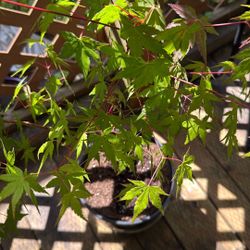 Japanese Maple 