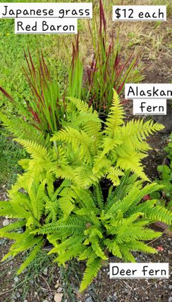 PLANTS - Ferns, Japanese Grass, Hinoku Cypress,  Scented Cypress, Dogwood, Kinnikinnick, Perennials and more