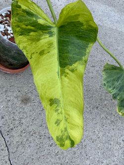 Philodendron Paraiso Aurea