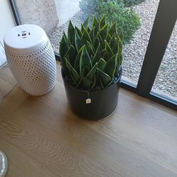 High-End Faux Snake Plant in Designer Ceramic Planter 2ft tall