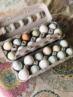 Fertilized Chicken Eggs Hatching