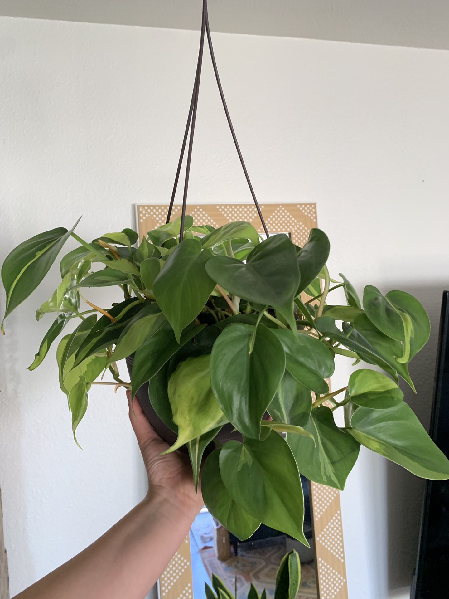 6” Philodendron Brazil