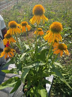 Echinacia Coneflower