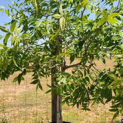 Arboles De Nuez Ingertados Ya Tienen Nuez 30gallon 