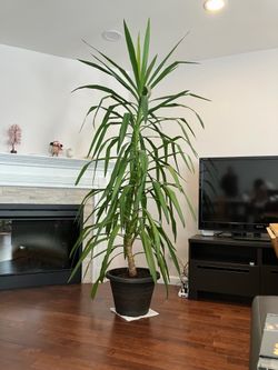 Large Yucca Plant – Beautiful Indoor Tree (8 ft Tall)