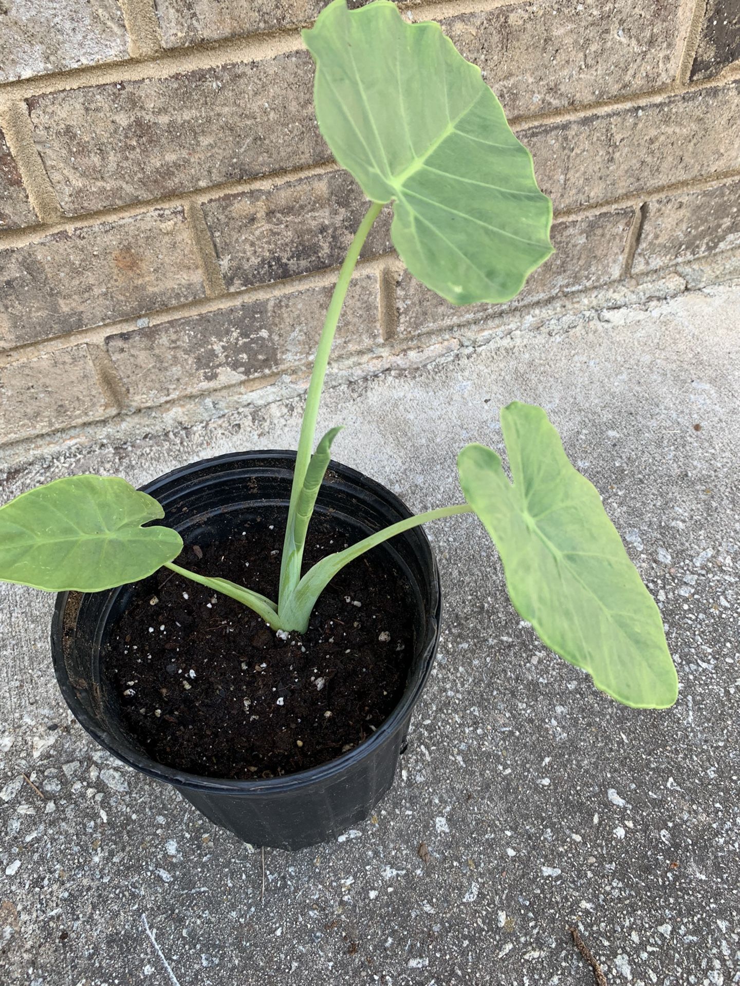 Shub Plants 