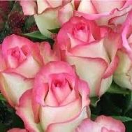 Rare European, Japan rose plants :       Jumilia