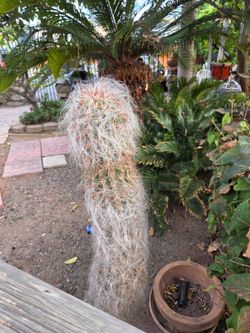 Large Old Man Cactus Live Plant
