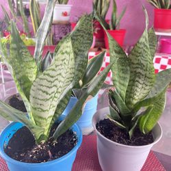 Medium Size Snake Plant 