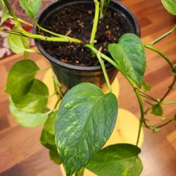 Pophos Indoor Plant, Easy Care And Low Maintenance 