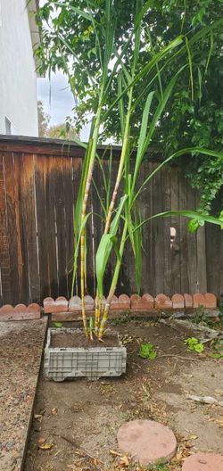 Sugar cane over 8ft tall