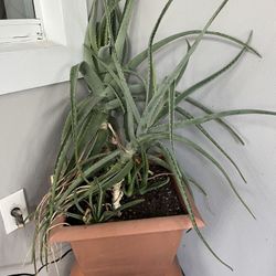 Aloe Vera Plant 