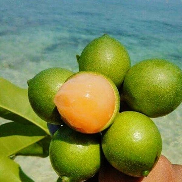 Guinep quenepa Spanish lime grafted trees for Sale in Fort Lauderdale