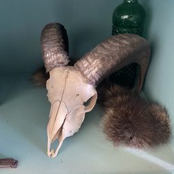 Oddity Ram skull
