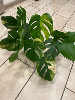 Monstera Aurea cuttings
