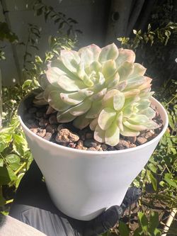 $30 ‘Mexican Snowball’ Imported Korean Succulents