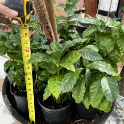 Coffee Arabica Plants 