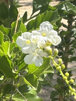 Duranta Plant