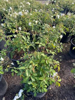 White Iceberg Rose 5gallon