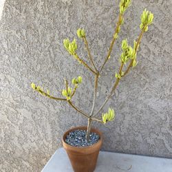 33” Large Bonsai Style Lemon Bean Bush Tree/Senecio barbertonicus