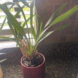 Cymbidium orchid, also known as a boat orchid