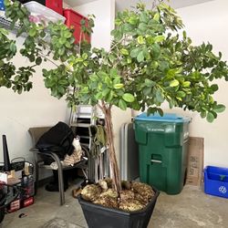 2  CHINEESE BANYAN POTTED  PLANTS