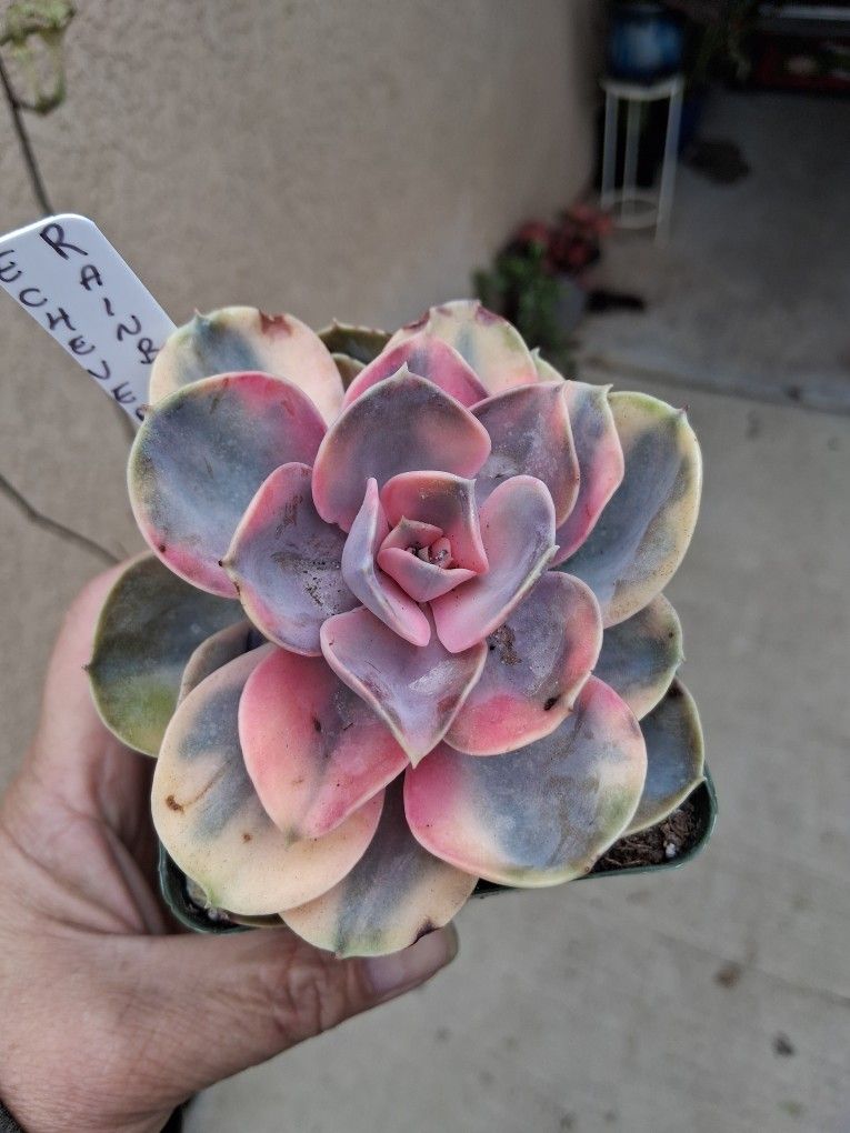 Echeveria Rainbow Variegated Succulent Plant $20