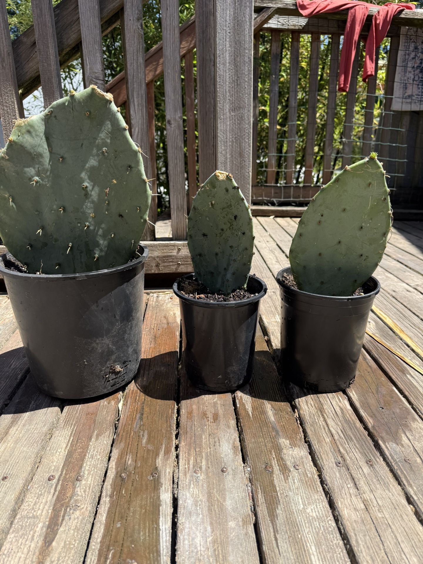 Potted Cactus Plants