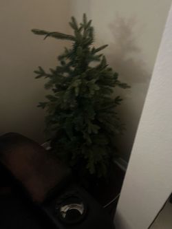 Many pot Christmas trees