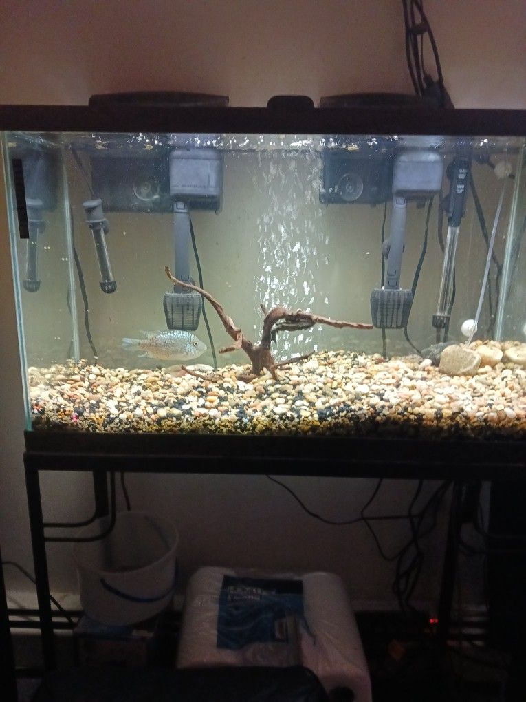 30 Gallon Aquarium