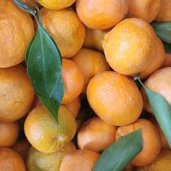 Sweet Mandarins 