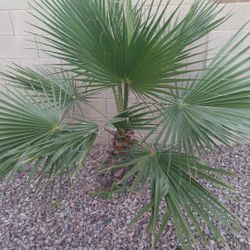 Palm Tree