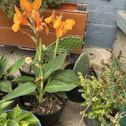 Canna Lili Platanillo 