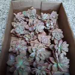 succulent ghost rosette