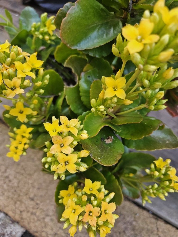 Kalanchoe Plant One Gallon