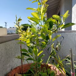 Calamansi