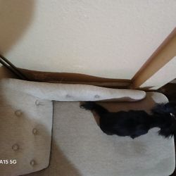 Dog Couch