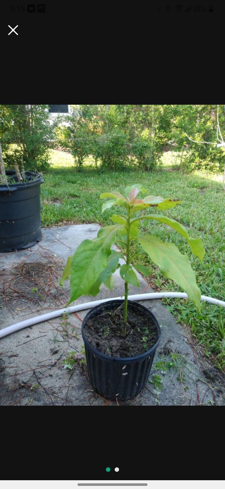 Avocado Tree