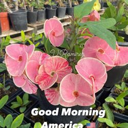  Corona De Cristo Planta, Crown Of Thorns Plant, Good Morning America 