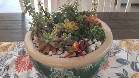 Succulents