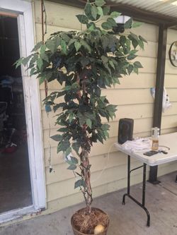 Green tree with decorative lights