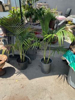 King Palms