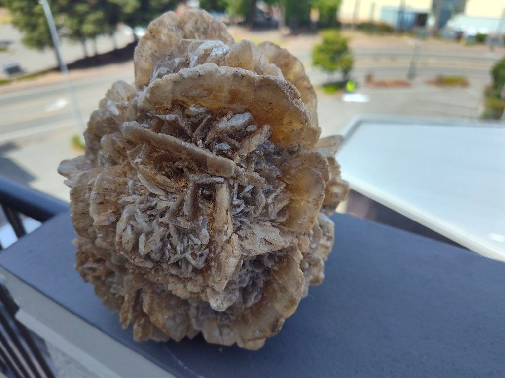 Desert Rose
