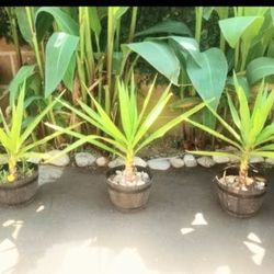 Yocca plants 10 each