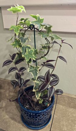 English Ivy & Wondering Jew Plant  in a Ceramic Planter $20. Pick-up in Aurora.