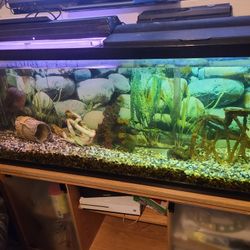 55 Gallon Tank With Everything.