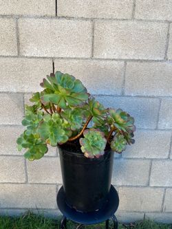 Aeonium Succulent Plant